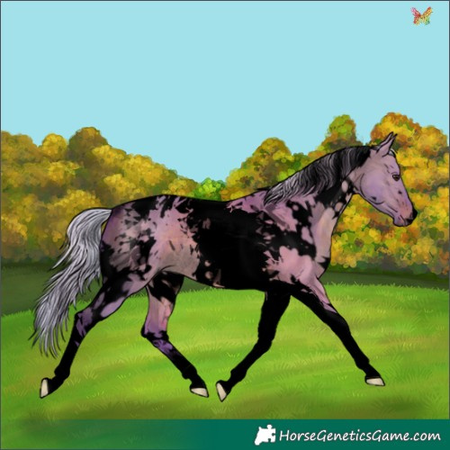 Horse Color:Void Watercolor White Spotted Silver Bay Dun Tobiano Rabicano 