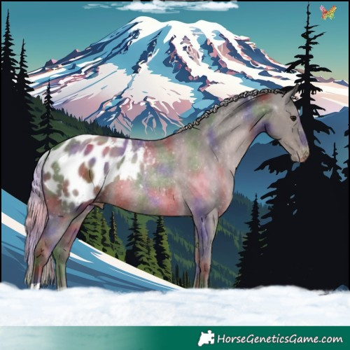 Horse Color:Nacre Silver Black Blanket Rabicano 