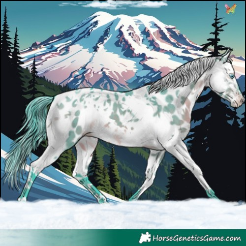 Horse Color:Watercolor White Spotted Brown Dun Splash Tobiano Appaloosa 