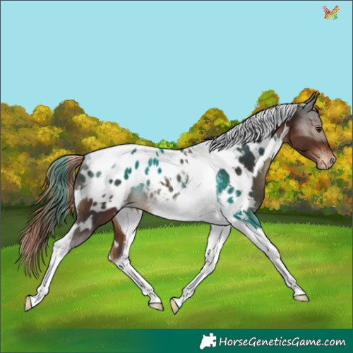 Horse Color:White Spotted Liver Chestnut Tobiano Appaloosa Rabicano 
