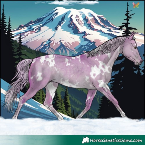 Horse Color:Watercolor White Spotted Chocolate Palomino Dun Rabicano 