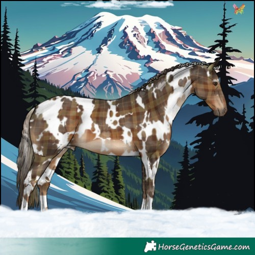 Horse Color:Plaid  White Spotted Liver Chestnut 