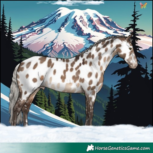 Horse Color:Silver Brown Dun Appaloosa 