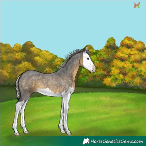 Horse Color:Silver Buckskin Roan Splash
