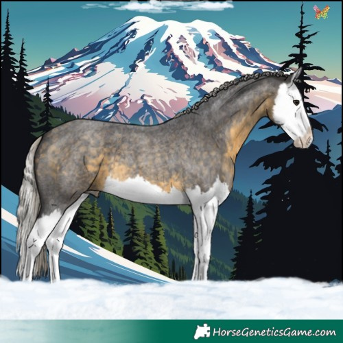 Horse Color:Silver Buckskin Roan Splash 