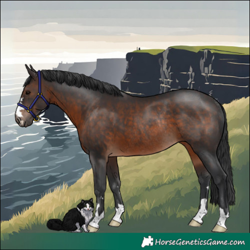 Horse Color:Brown Rabicano 