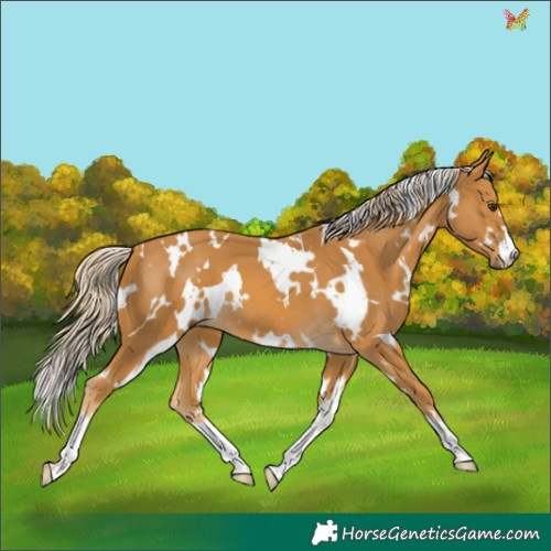 Horse Color:White Spotted Palomino 