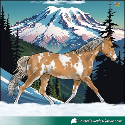 Horse Color:White Spotted Palomino 