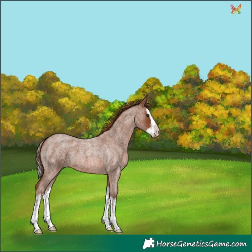 Horse Color:Red Roan Splash 