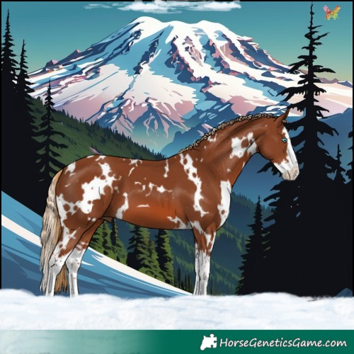 Horse Color:White Spotted Chestnut Splash 