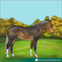 Horse Color:Silver Buckskin 