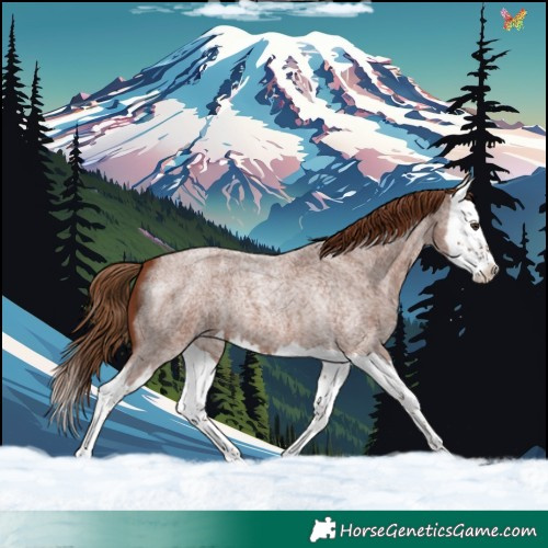 Horse Color:Red Roan Splash 