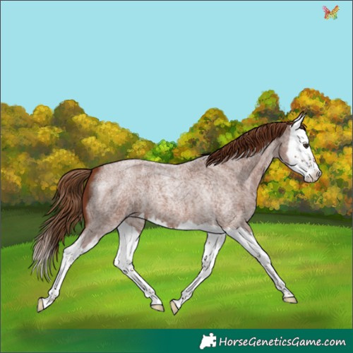Horse Color:Red Roan Splash 