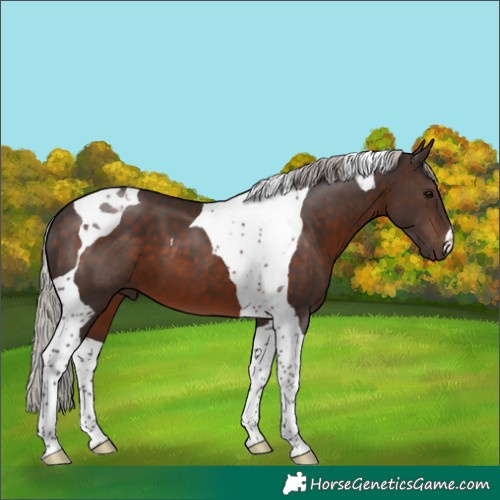 Horse Color:Silver Brown Tobiano 