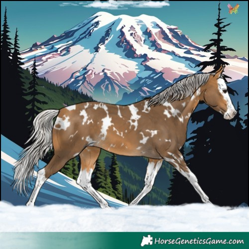 Horse Color:White Spotted Silver Buckskin Splash 