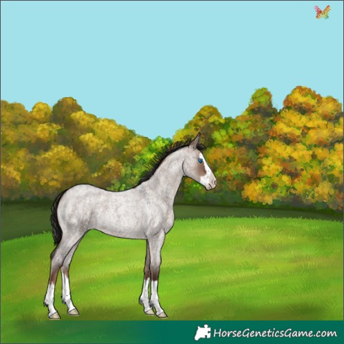 Horse Color:Liver Red Dun Roan Splash