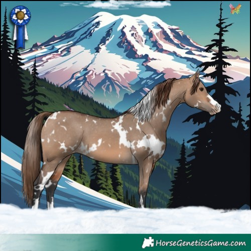 Horse Color:White Spotted Bay Dun Appaloosa