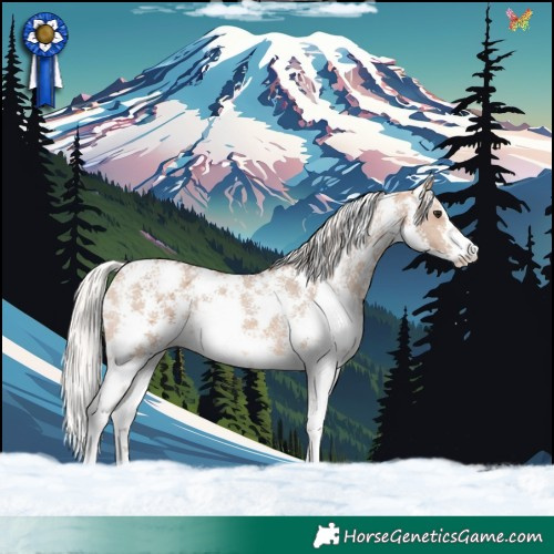 Horse Color:Silver Bay Dun Sabino Appaloosa 