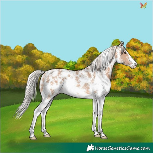 Horse Color:Silver Bay Dun Sabino Appaloosa 