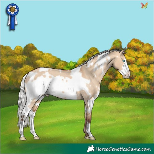 Horse Color:White Spotted Silver Bay Dun Frame Appaloosa
