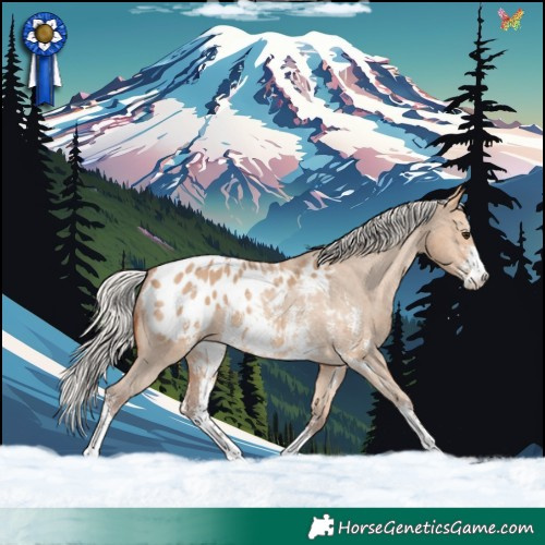 Horse Color:Silver Bay Dun Sabino Appaloosa 