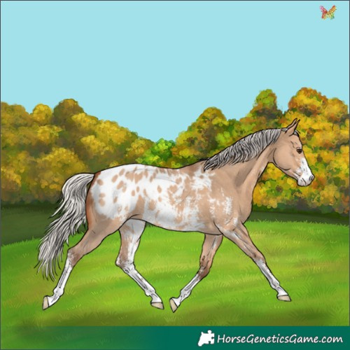 Horse Color:Silver Bay Dun Sabino Appaloosa