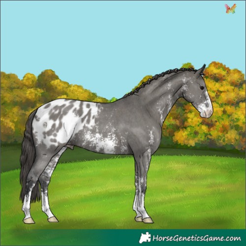 Horse Color:Grullo Sabino Appaloosa 