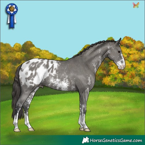 Horse Color:Grullo Sabino Appaloosa