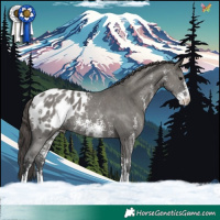 Horse Color:Grullo Sabino Appaloosa