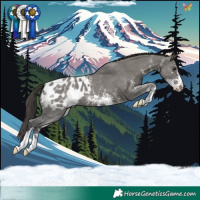Horse Color:Grullo Sabino Appaloosa 
