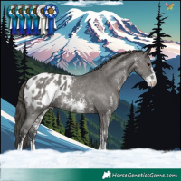 Horse Color:Grullo Sabino Blanket 