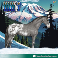 Horse Color:Grullo Sabino Blanket