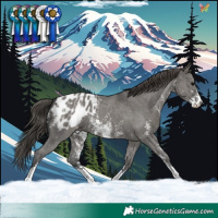 Horse Color:Grullo Sabino Appaloosa 