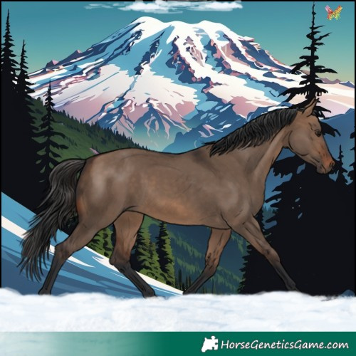 Horse Color:Brown Dun 