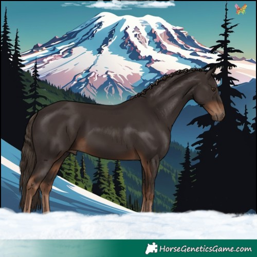 Horse Color:Liver Chestnut 