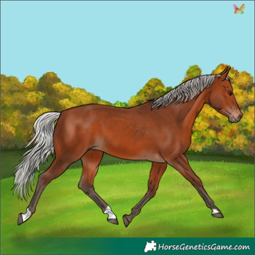 Horse Color:Silver Brown 