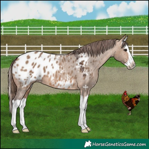 Horse Color:Bay Dun Splash Blanket 