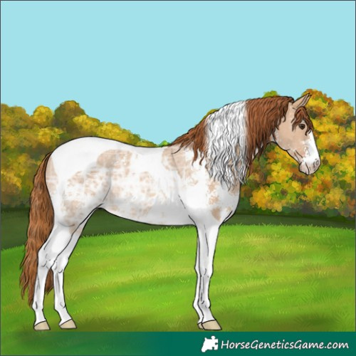 Horse Color:Red Dun Ice Sabino Tobiano Rabicano 