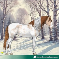Horse Color:Red Dun Ice Sabino Tobiano Rabicano