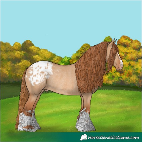 Horse Color:Red Dun Appaloosa Rabicano 