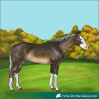 Horse Color:Silver Buckskin Splash