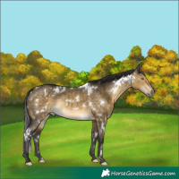 Horse Color:White Spotted Buckskin Dun Rabicano