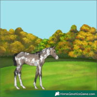 Horse Color:White Spotted Brown Dun Sabino