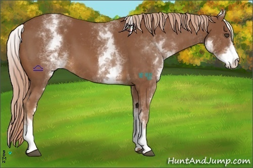 Horse Color:White Spotted Chestnut
