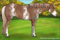 Horse Color:White Spotted Chestnut 