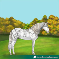 Horse Color:Midnight Gold Champagne Ice Dun Sabino Splash