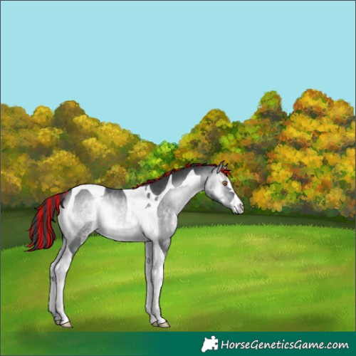 Horse Color:Painted Brown Chinchilla Onyx Tobiano 