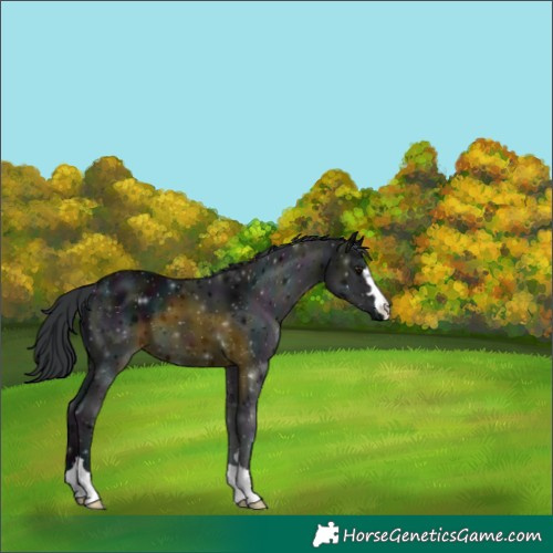 Horse Color:Midnight Black Chinchilla 