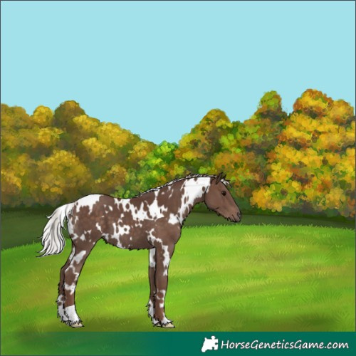 Horse Color:White Spotted Silver Black 
