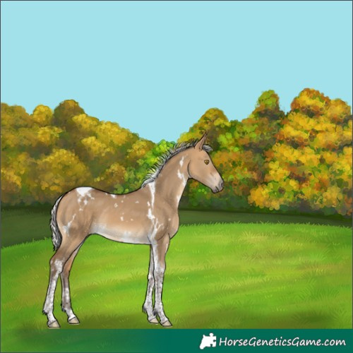 Horse Color:White Spotted Silver Buckskin Dun Tobiano 